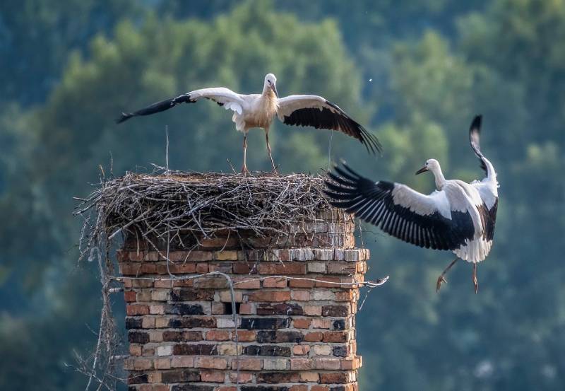 Professional Chimney Animal Removal Services in Oak Lawn, Illinois