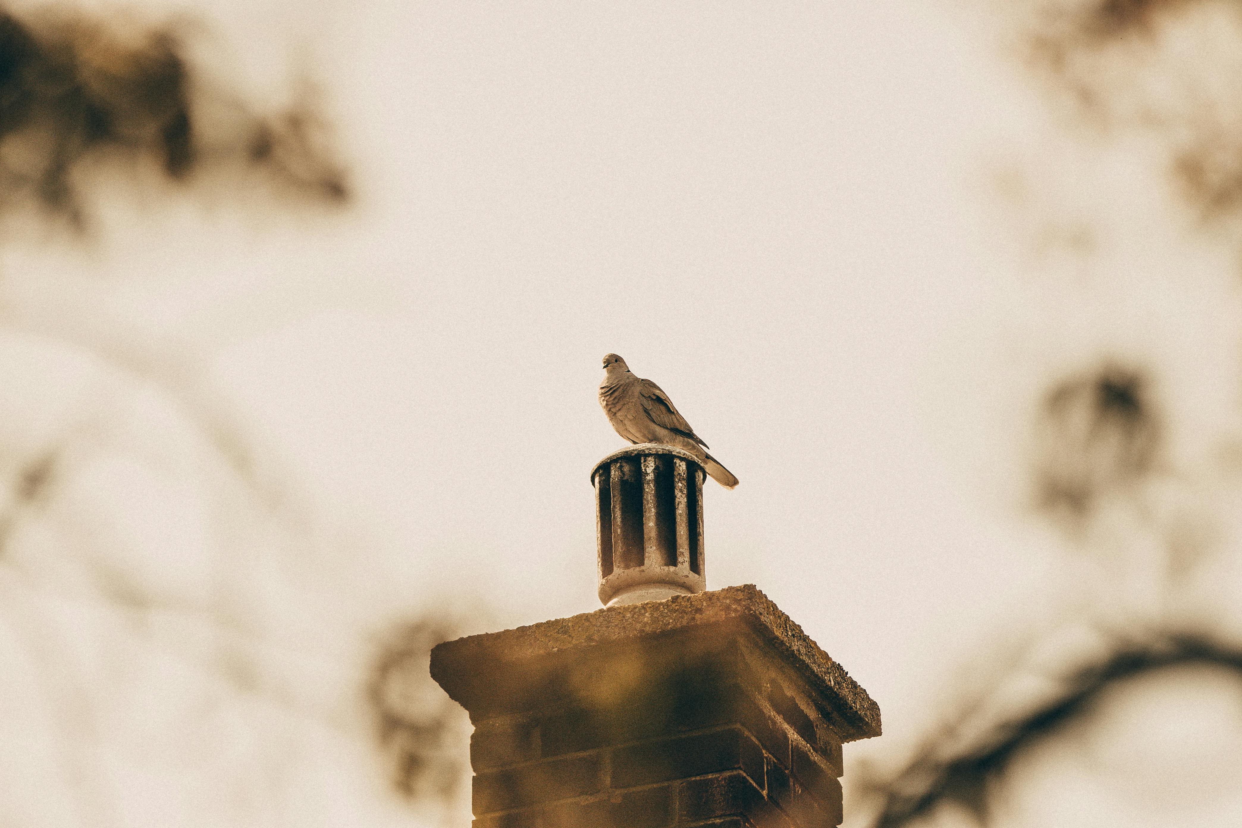Professional Chimney Cap and Damper In Oak Lawn Illinois